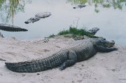 014-Alligator Park, Florida